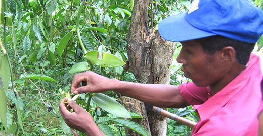 Pollinisation par Anicet JERA le responsable des plantations Vanille LAVANY à Betavilona - Madagascar